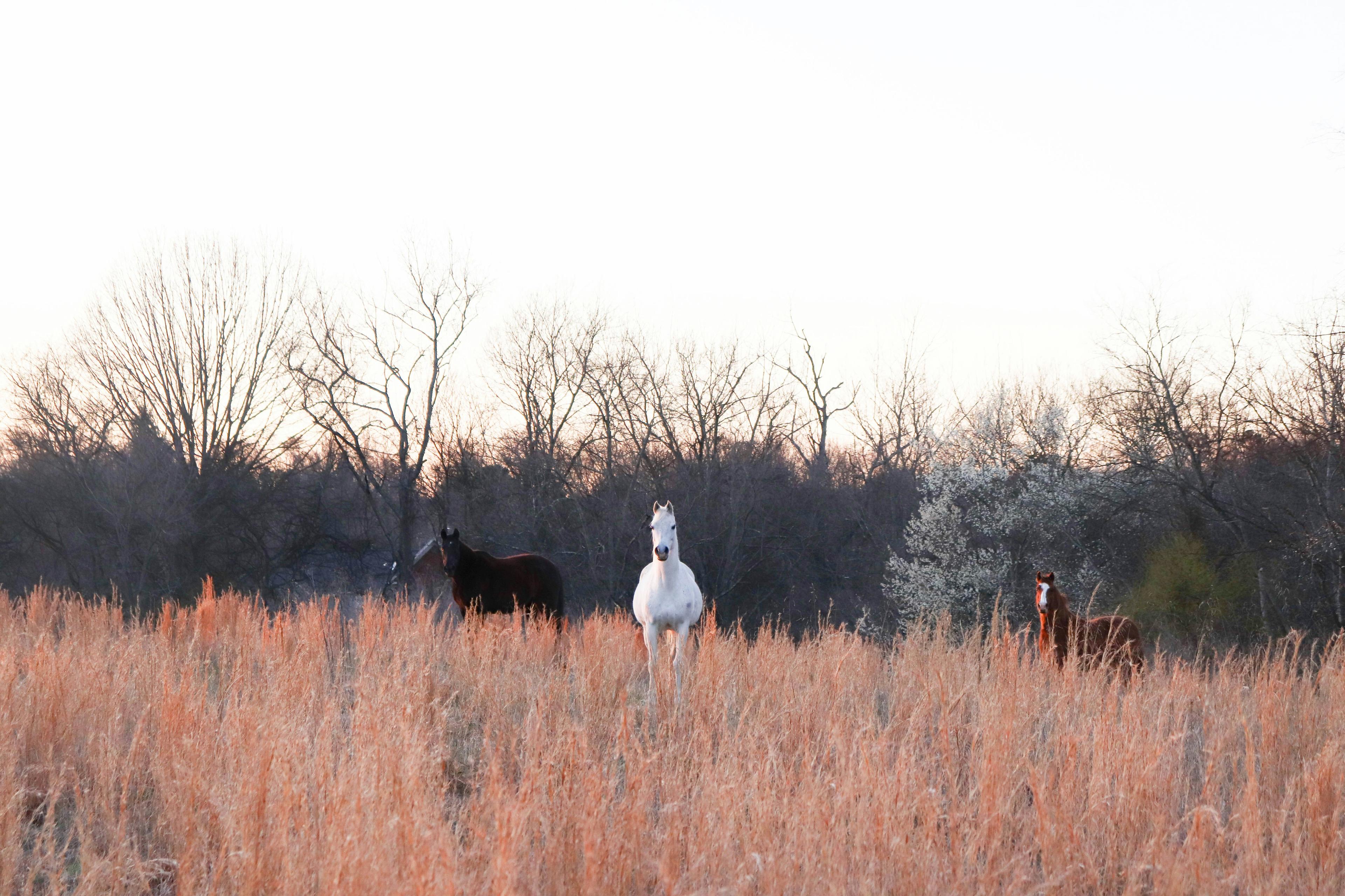 Three horses